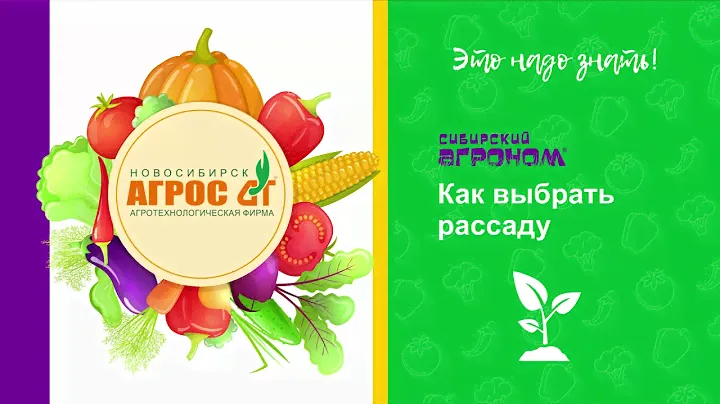 Это надо знать. Как выбрать рассаду?