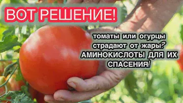 ВИТАМИНЫ ДЛЯ РАСТЕНИЙ|важны ли они и какую роль играют в жизни зелёных друзей.