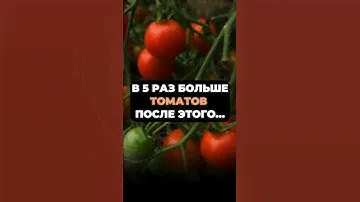 в 5 раз больше ТОМАТОВ после этой подкормки #урожай #томаты #огород #сад