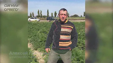 О применении ОРВЕГО® и СИГНУМ® – Левченко А., главный агроном ООО «Агро-Союз», Краснодарский край.