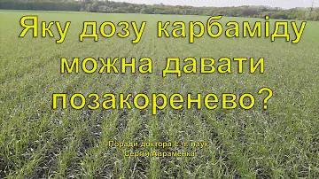 Яку дозу карбаміду можна вносити по листу?