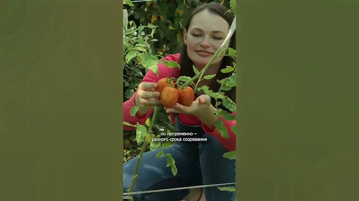 Покупаем разные томаты, не тратьте деньги на ветер