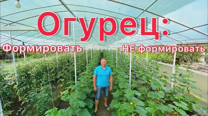 Огурец в теплице: формировать или нет, выбор за Вами