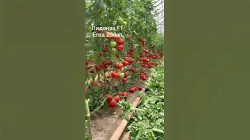 Для выращивания в пленочных теплицах🍅#отзывыклиентов Фото-отзыв о помидор Лиденза F1 #0222100022
