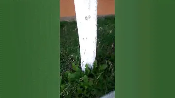 Побелка березы.