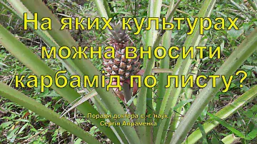 На яких культурах можна вносити карбамід по листу?