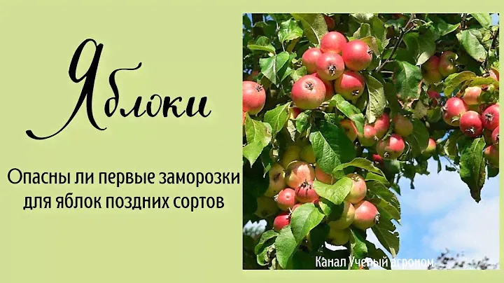 Яблоки.  Опасны ли первые заморозки для яблок поздних сортов.