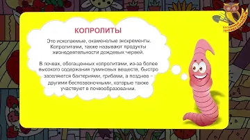 Посадка свеклы. Заслуженный агроном Корнилов советует (часть 3)
