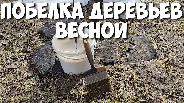 ПОБЕЛКА ПЛОДОВЫХ ДЕРЕВЬЕВ ВЕСНОЙ садовой краской