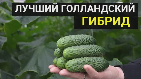 Огурец-молодец. Самый лучший голландский гибрид по моим многолетним наблюдениям.
