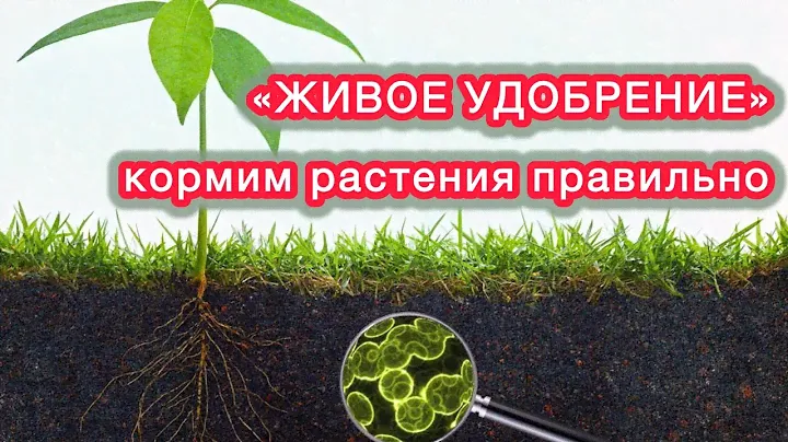 ГОЛОВА ИДЁТ КРУГОМ - какими удобрениями пользоваться. Вопрос-ответ
