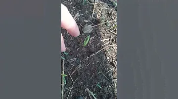 РАССАДА 2023г.🌱 #парник#сельскийдом#огород#рассада#семена#томаты#помидоры#весна#рекомендации#агроном