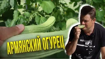 Армянский огурец - честный замер (зачеркнуто) обзор и дегустация!