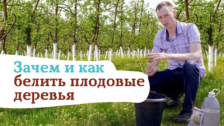 Побелка деревьев. Зачем и как?