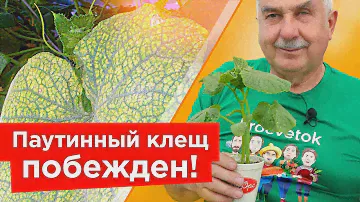 ОТ ПАУТИННОГО КЛЕЩА НА ОГУРЦАХ ПОМОГАЕТ МГНОВЕННО! Самые действенные средства от паутинного клеща
