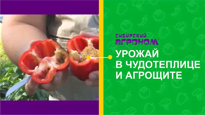 Финал эксперимента с Чудотеплицей и Агрощитом!