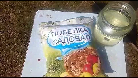 Побелка деревьев весной. Побелка садовая.