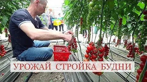 № 31. УРОЖАЙ: СТРОЙКА: БУДНИ