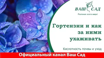 Секреты и условия выращивания гортензий в домашних условиях. Ваш сад
