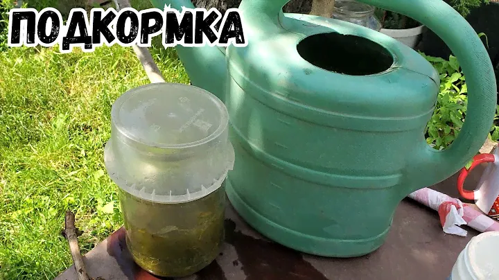 Подкормка настойкой на пасынках и монофосфатом калия.