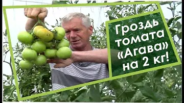 Выращивание томатов и огурцов. Супер-гроздь томата Агава, на 2 кг!!!