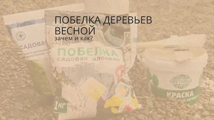 Побелка деревьев весной: зачем и как? | УСАДЬБА-СЕМЕНА
