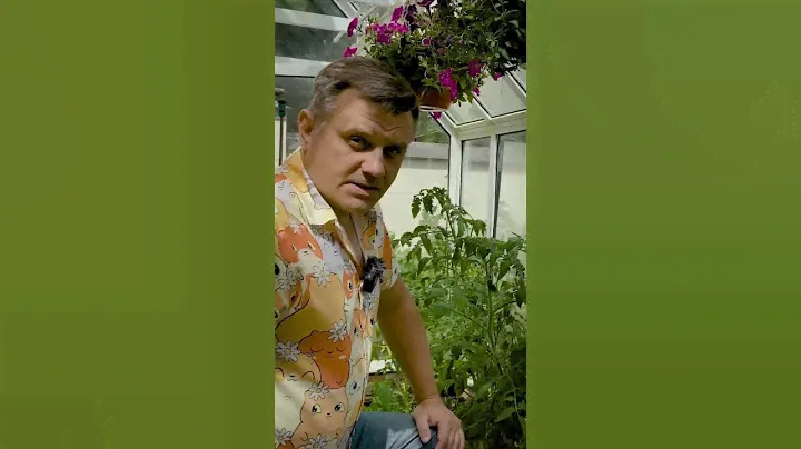 А ваши томаты ЖИРУЮТ до сих пор?