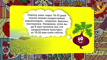 Посадка свеклы. Заслуженный агроном Корнилов советует (часть 2)